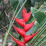 Costa Rica20150403-1532-0867